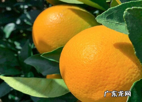 橙子甜度高吗