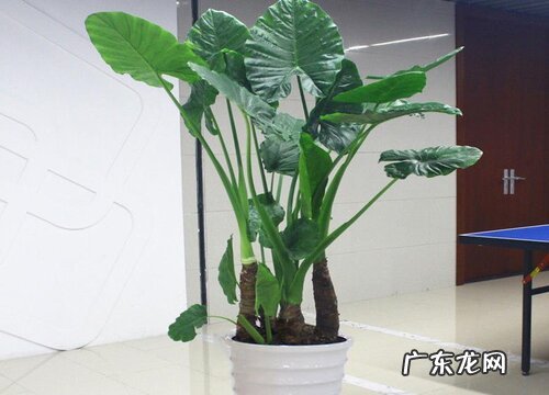 滴水观音喜水吗
