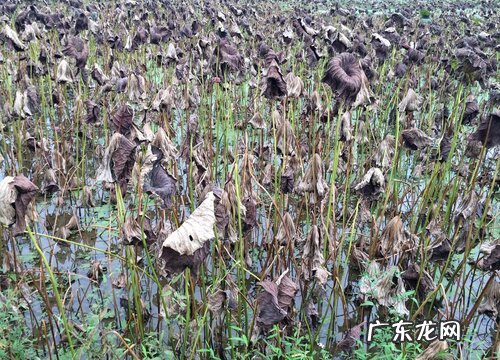 莲藕属于果实吗
