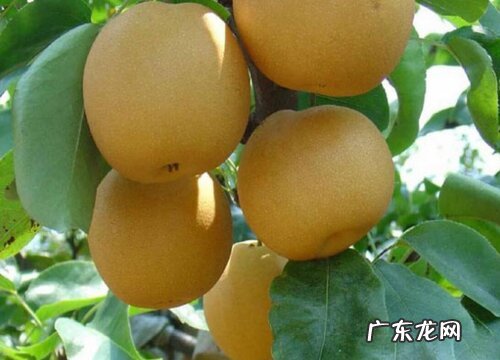 昆明特产水果有哪些