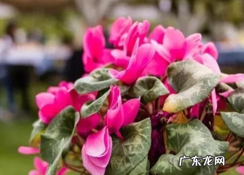 仙客来什么时候换盆合适