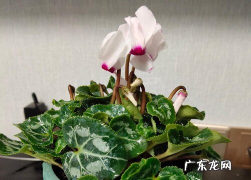 仙客来什么时候换盆合适