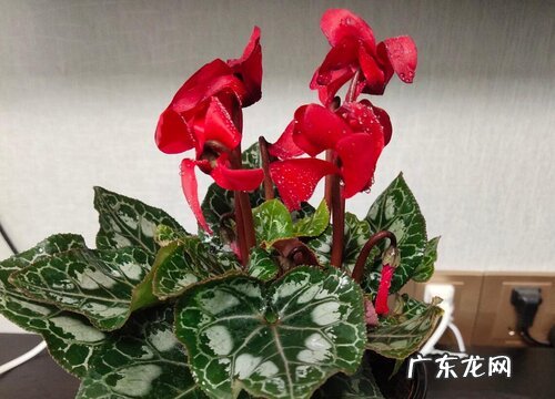 仙客来什么时候换盆合适