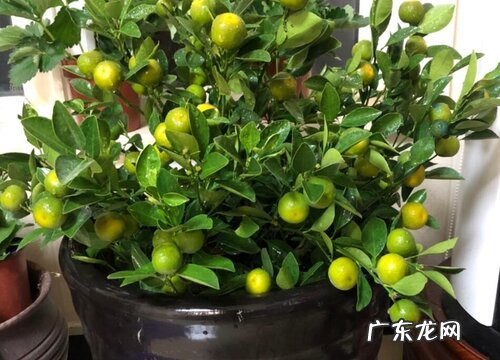 橘子树一年长多高