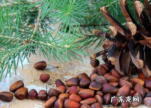 松子属于果实吗