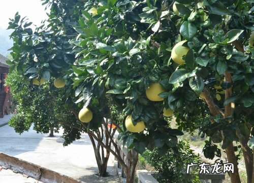 柚子树能长多大