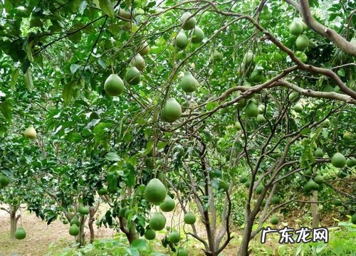 柚子树能长多大