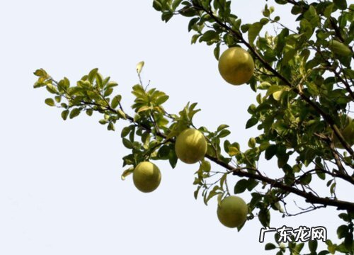 柚子树能长多大