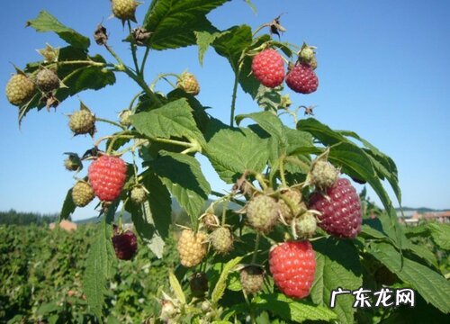 哈尔滨特产水果有哪些