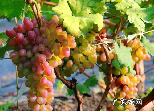 哈尔滨特产水果有哪些