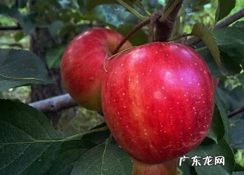 哈尔滨特产水果有哪些