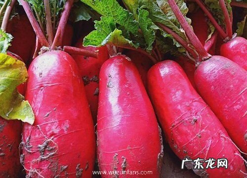 红皮萝卜的种植方法和时间 几月份种植好