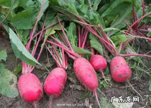 红皮萝卜的种植方法和时间 几月份种植好