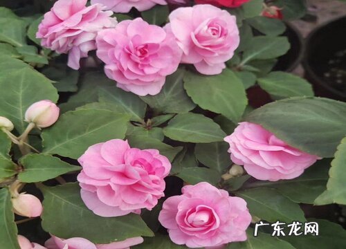 凤仙花打顶时间及方法步骤