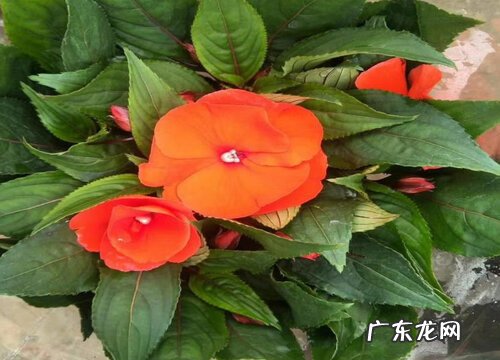 凤仙花打顶时间及方法步骤