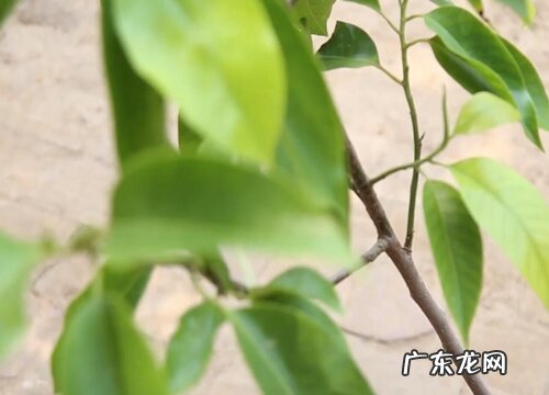 白兰花什么时候剪枝合适