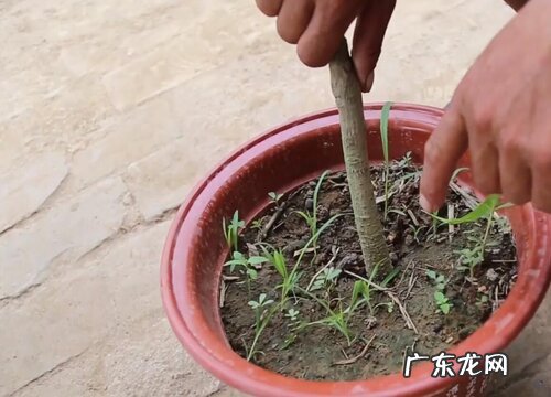 白兰花什么时候剪枝合适