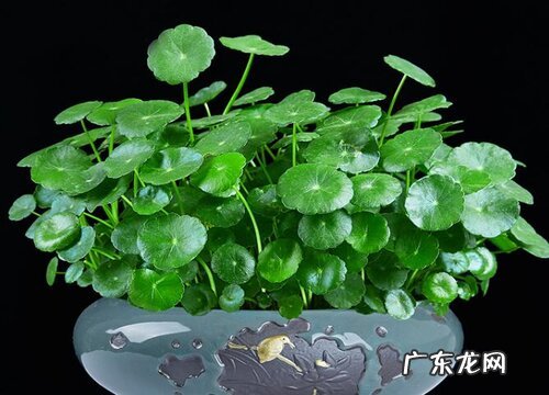 铜钱草的养殖方法和注意事项有哪些