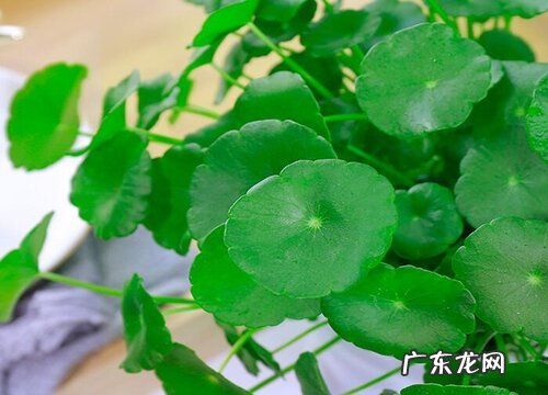 铜钱草的养殖方法和注意事项有哪些