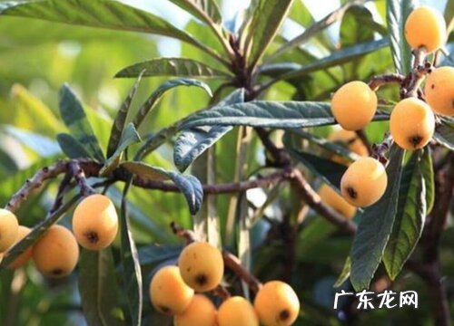 中国特产水果有哪些