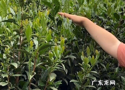 茶树什么时候剪枝最好 剪枝的最佳时间
