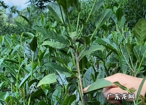 茶树什么时候剪枝最好 剪枝的最佳时间