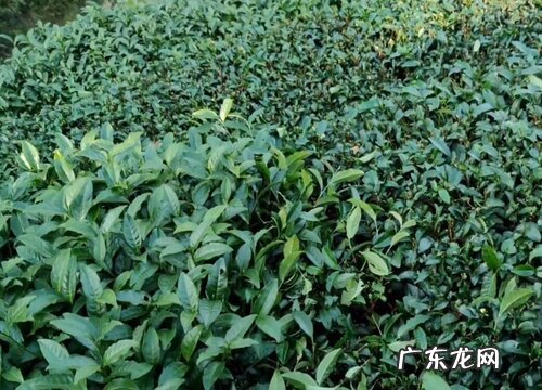 茶树什么时候剪枝最好 剪枝的最佳时间