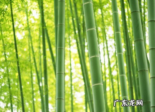 竹子是树还是花