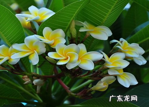 鸡蛋花的花期是什么时候