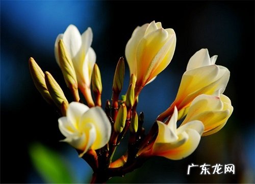 鸡蛋花的花期是什么时候