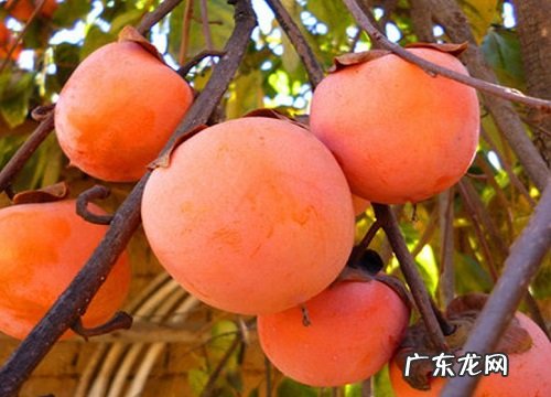 柿子是什么季节的水果
