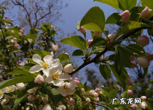 梧桐是裸子植物吗