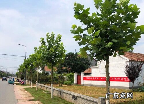 梧桐是裸子植物吗