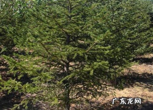云杉是裸子植物吗