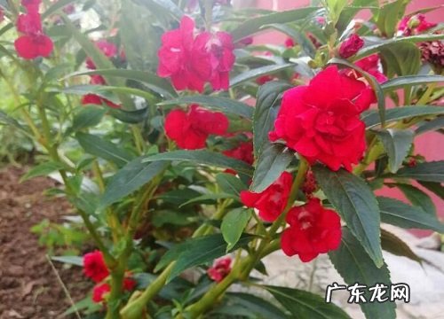 松针土适合养什么花