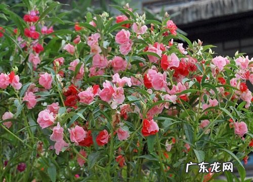 松针土适合养什么花