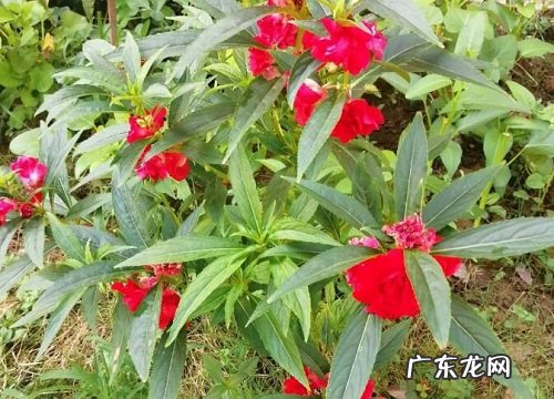 松针土适合养什么花