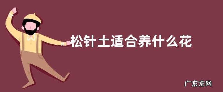 松针土适合养什么花
