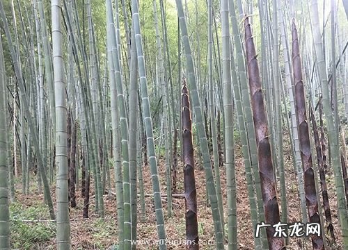 竹笋生长环境条件及特点