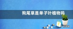 狗尾草是单子叶植物吗