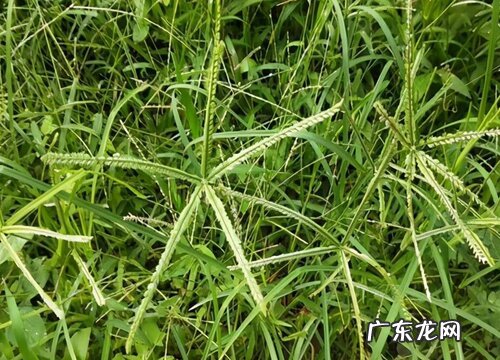 牛筋草是常绿植物吗