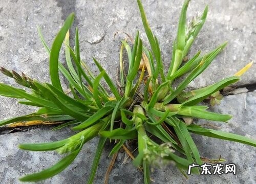 牛筋草是常绿植物吗