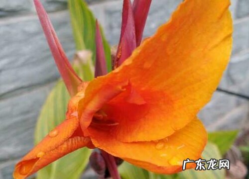 美人蕉是水生植物吗