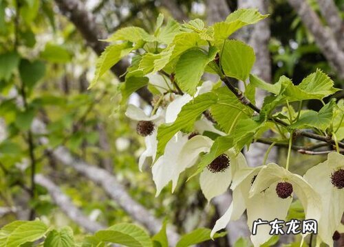 珙桐是裸子植物吗