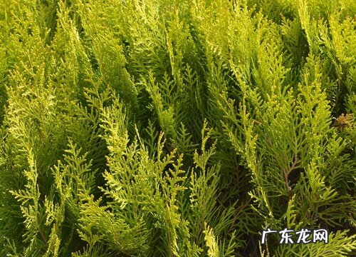 侧柏是常绿植物吗