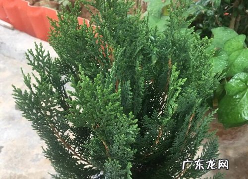 侧柏是常绿植物吗
