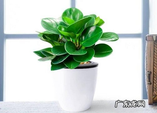 冬季客厅适合养什么花