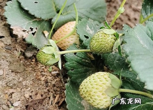 草莓是裸子植物吗