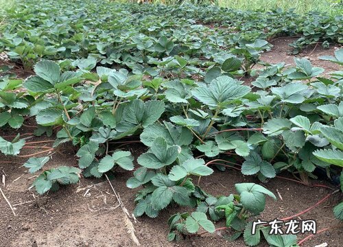 草莓是裸子植物吗