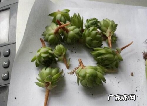 观音莲的扦插方法和注意事项 扦插繁殖图解